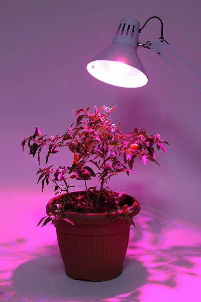 Изображение Фитолампа для растений светодиодная ЭРА E27 12W 1310K FITO-12W-RB-E27-K Б0039070